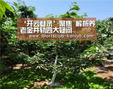 开云入口