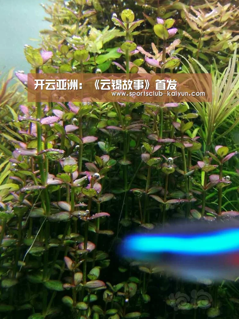 开云亚洲:《云锡故事》首发(图1) 开云登录